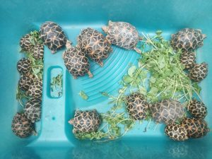 Wildlife trafficker held with 20 rare Indian star tortoises worth Rs 350000 in Borivali