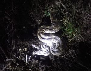 Giant Python caught in this village of surat