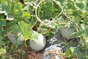 Progressive Farmer From Surat Leaves Engineering Studies To Cultivate With Modern Technology