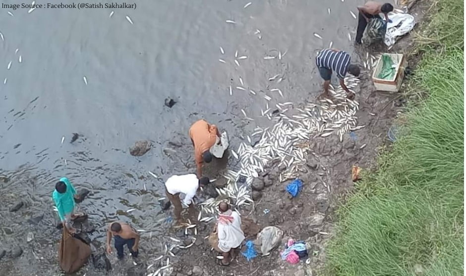 Thousands of fish have died in the Krishna river of Sangli.