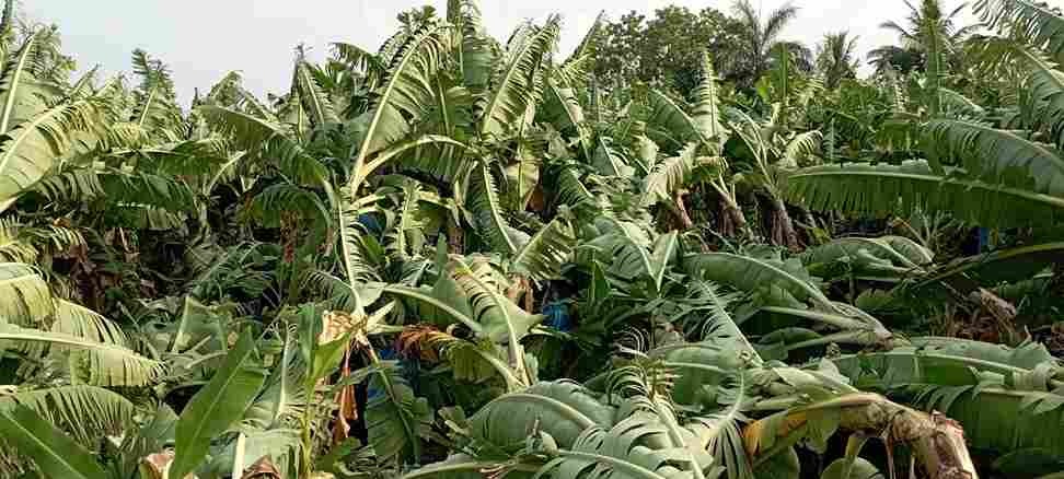 Unseasonal rain causes crop loss for crop farmers
